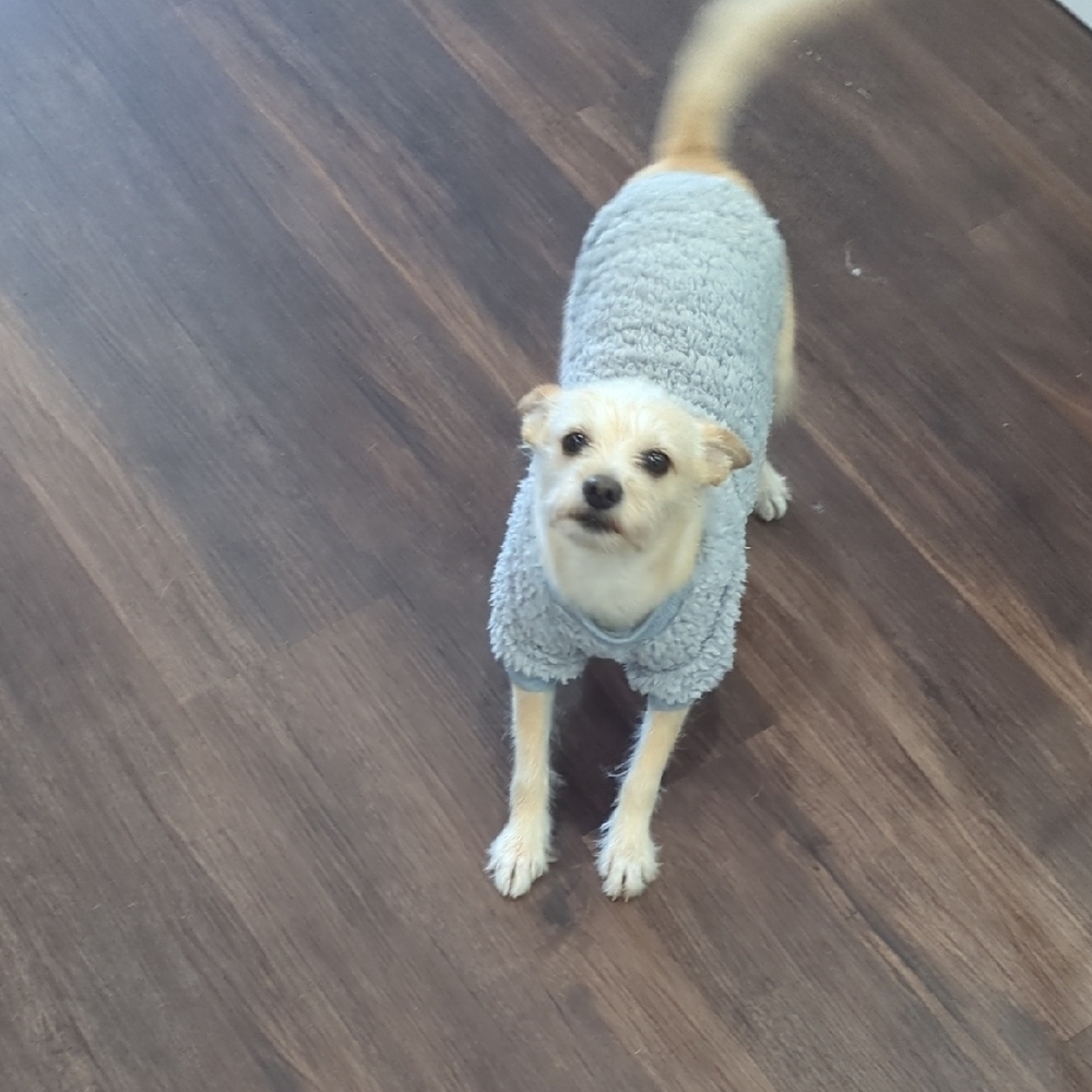 Cozy Gray Dog Sweater